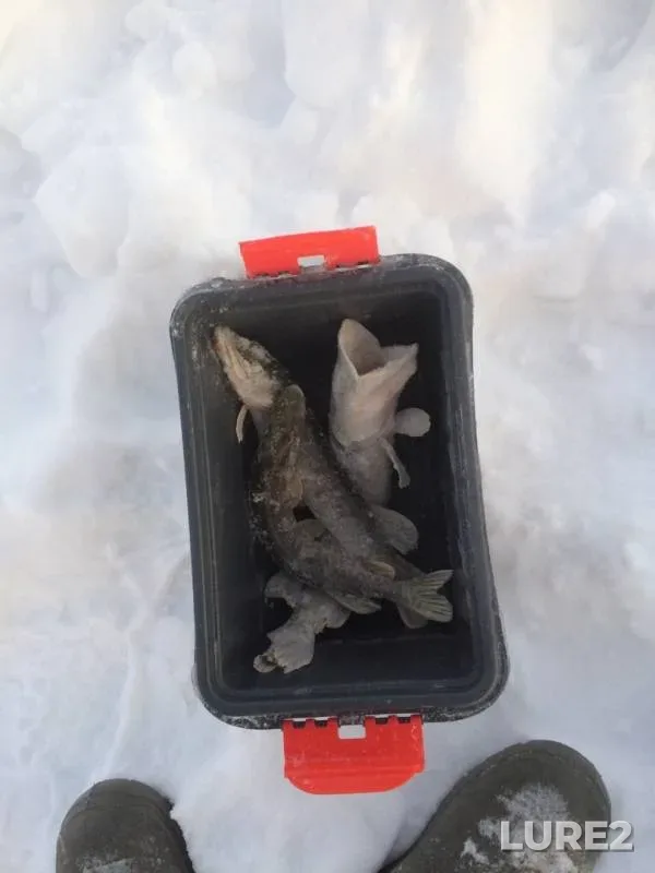 Щука