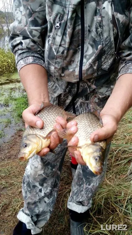 Карась