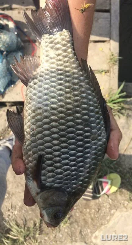Карась