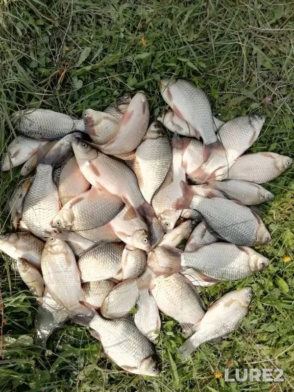 Карась