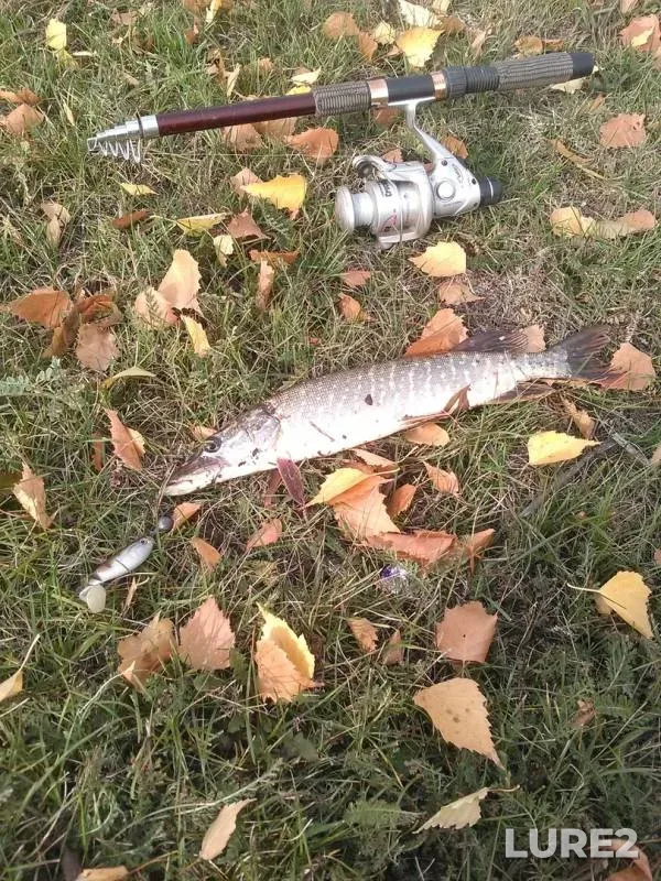 Щука