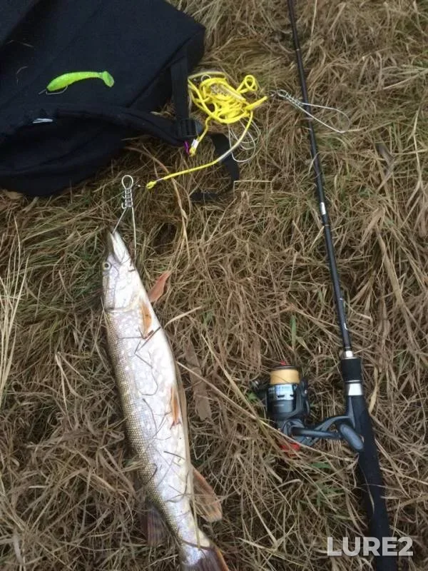 Щука