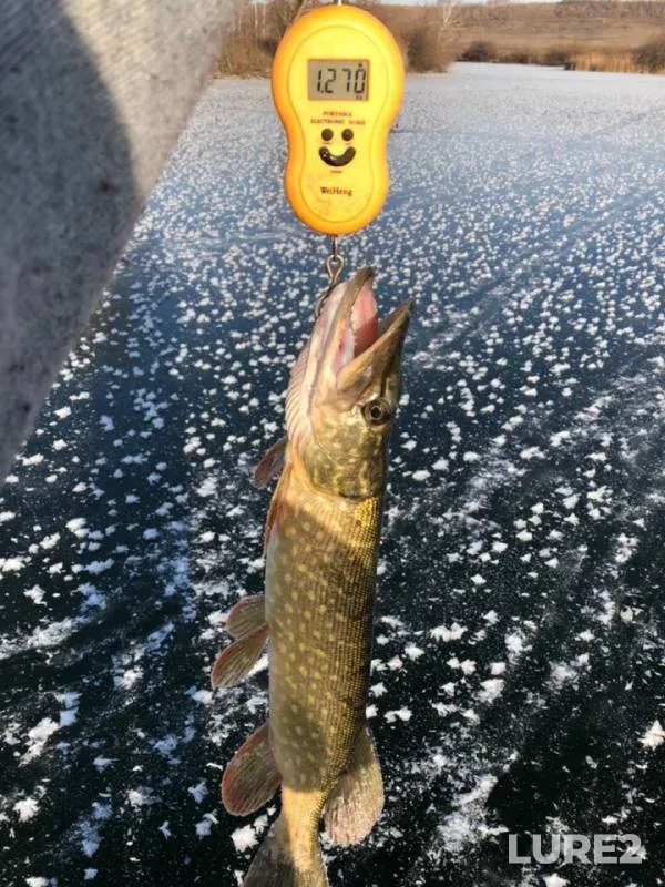 Щука