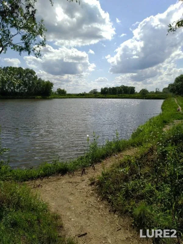 Карась, Окунь