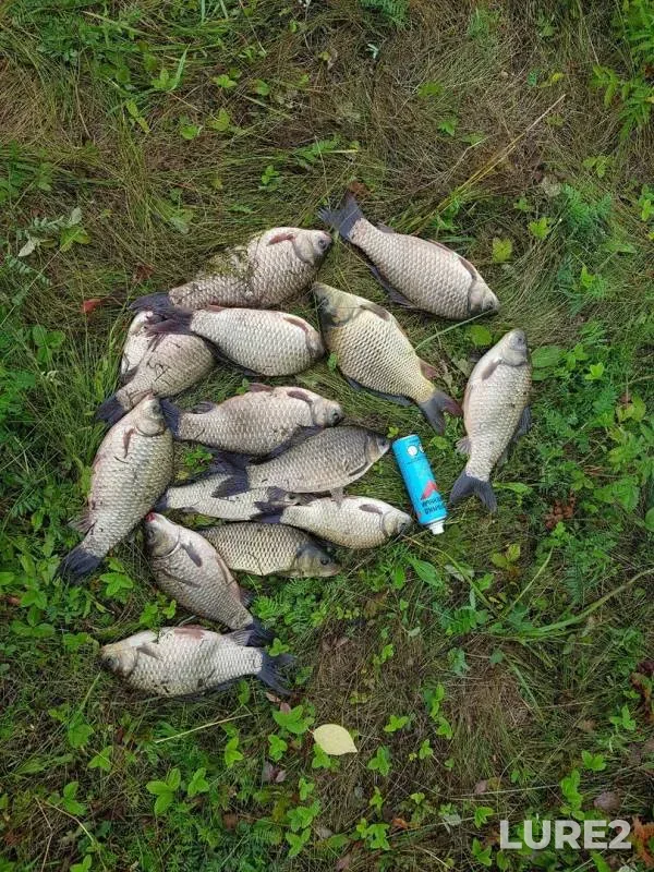 Карась