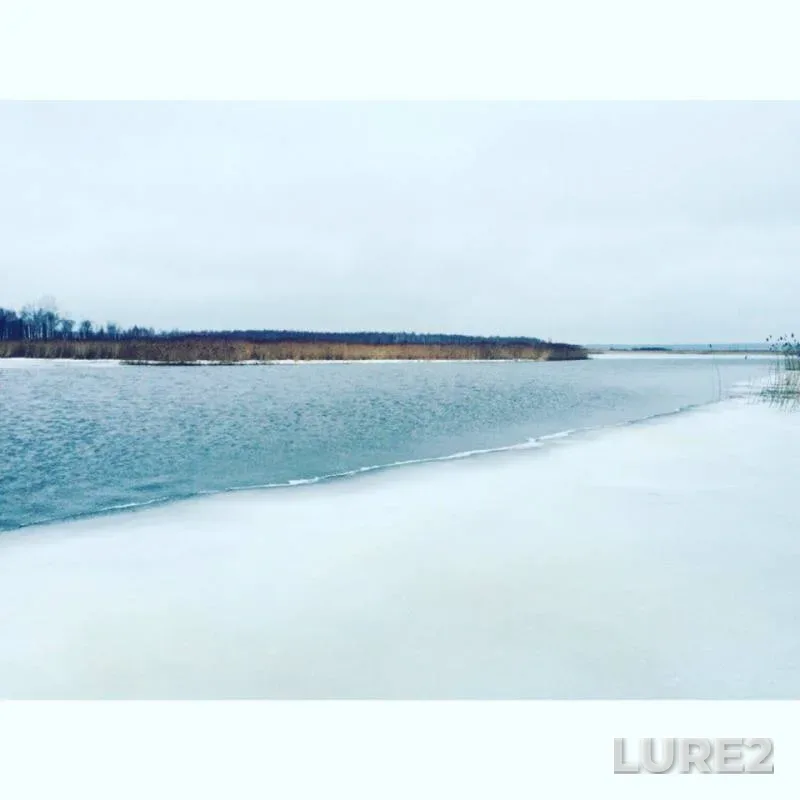 Лещ, Плотва