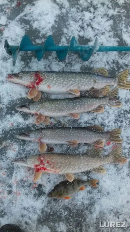Окунь, Щука