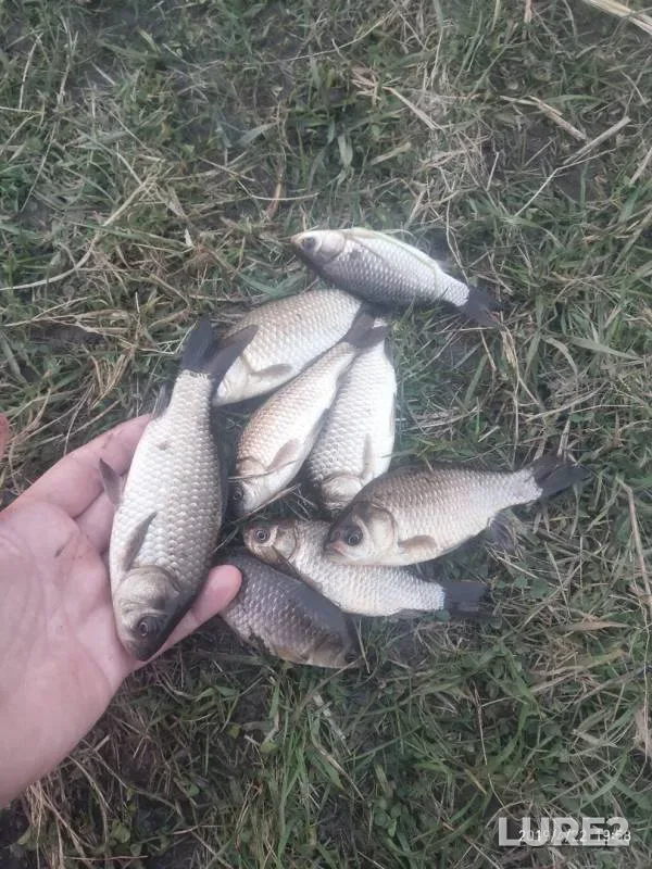 Карась