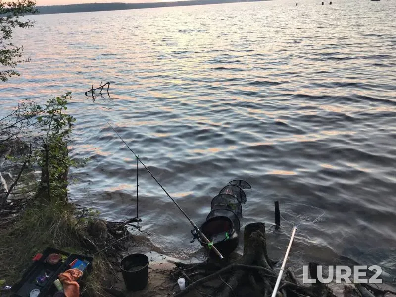 Лещ, Окунь