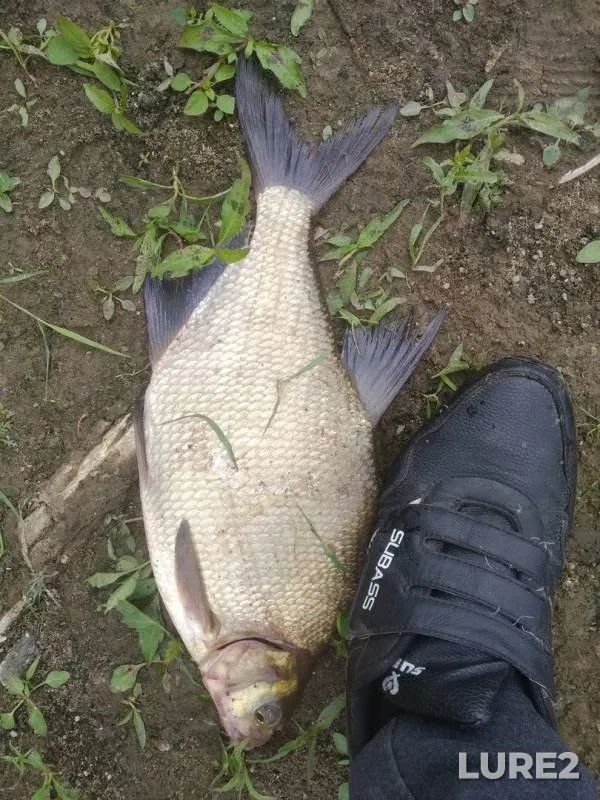 Лещ
