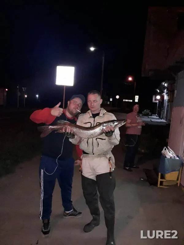 Щука