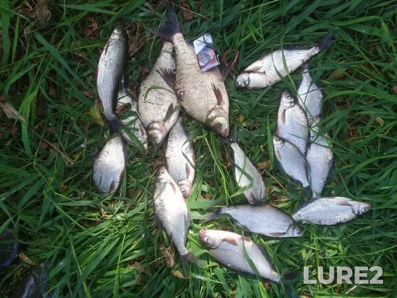 Лещ