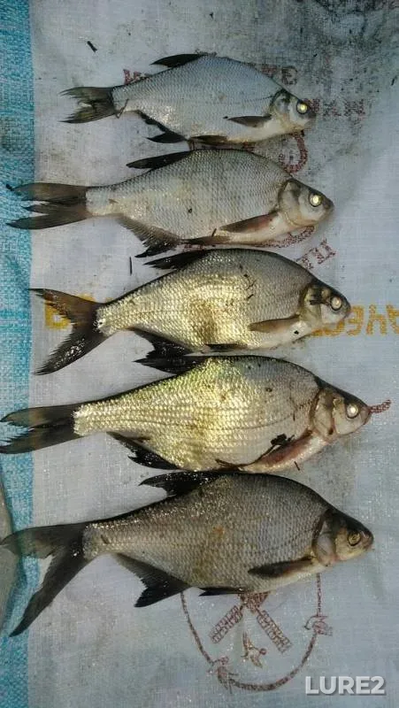 Лещ