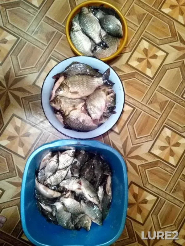 Карась