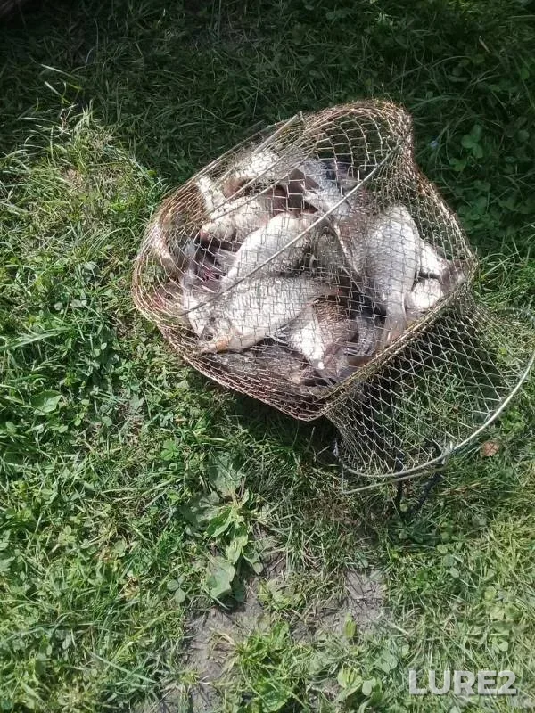 Карась
