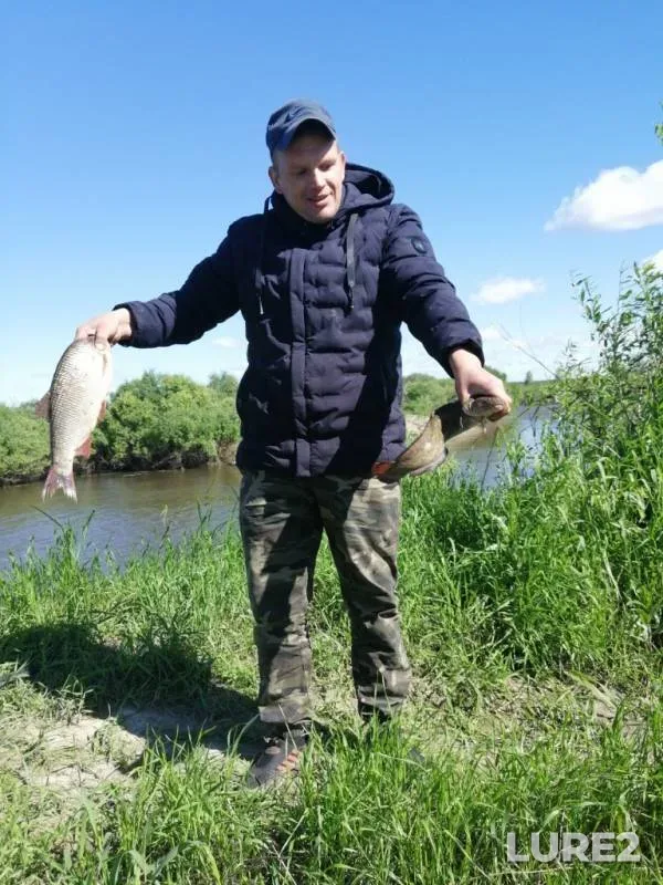 Налим, Карась