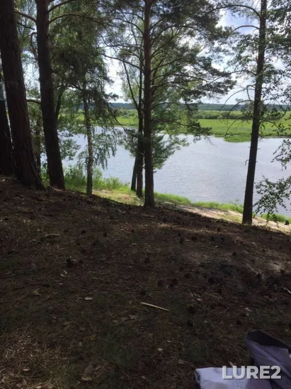 Окунь, Щука