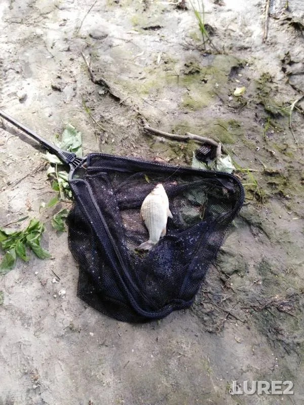 Карась, Окунь