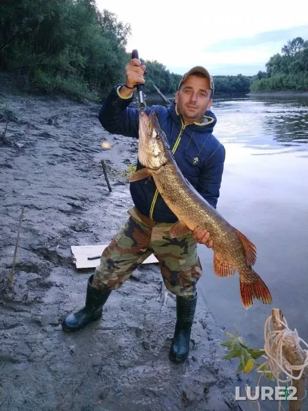 Щука