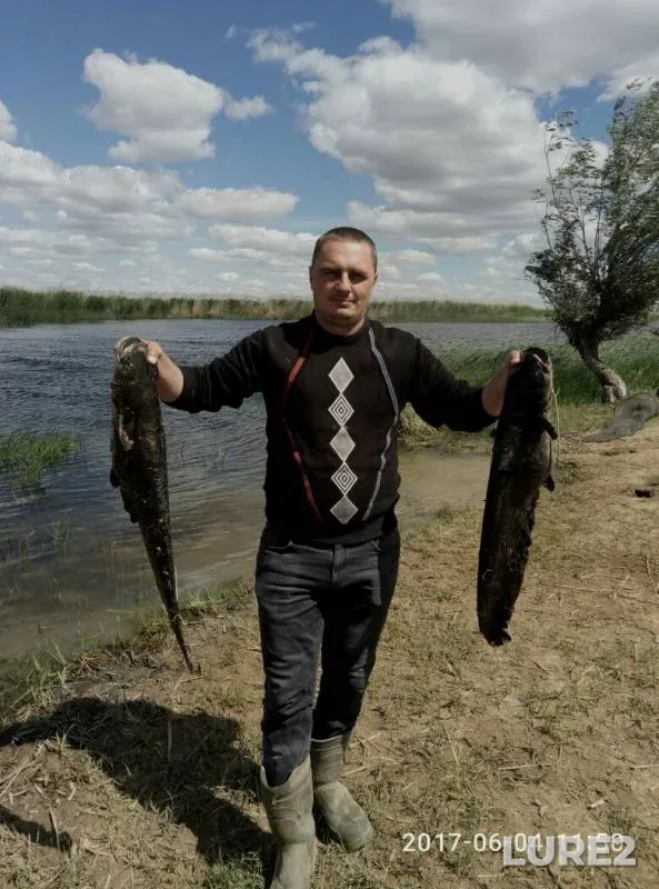Сом