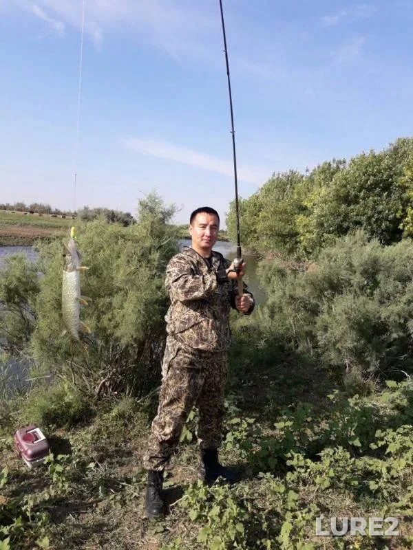 Жерех, Окунь