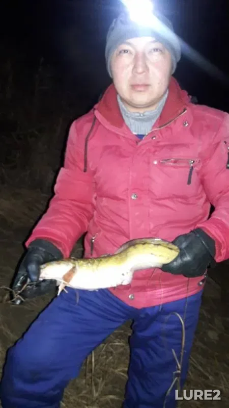 Налим