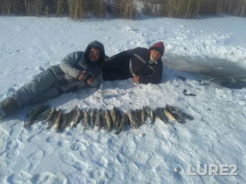 Щука