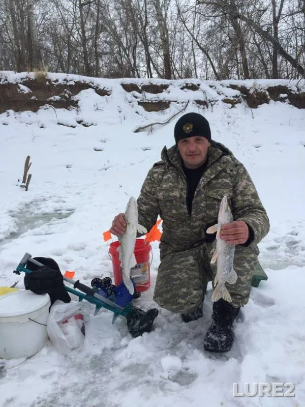 Щука, Судак