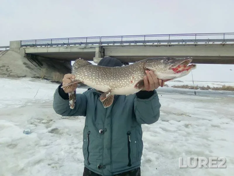 Щука