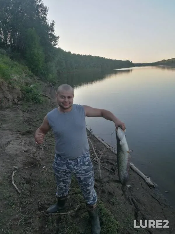Сом