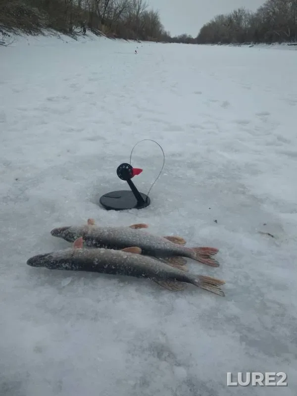 Щука