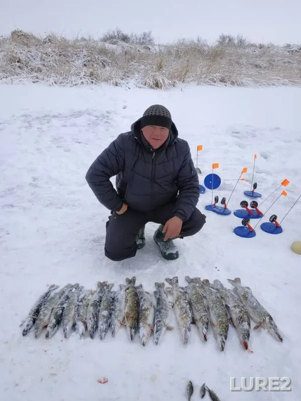 Щука