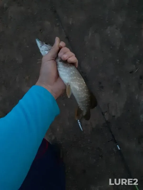 Щука