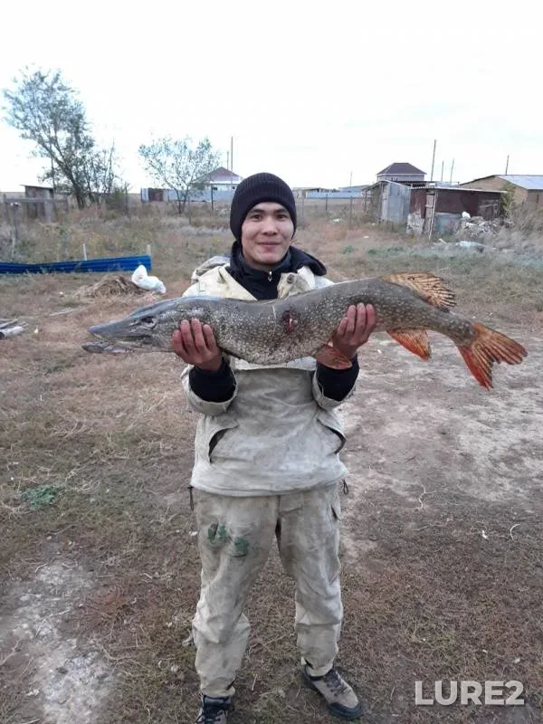 Щука