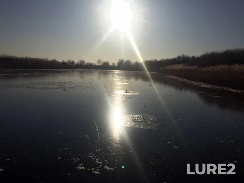 Окунь, Щука