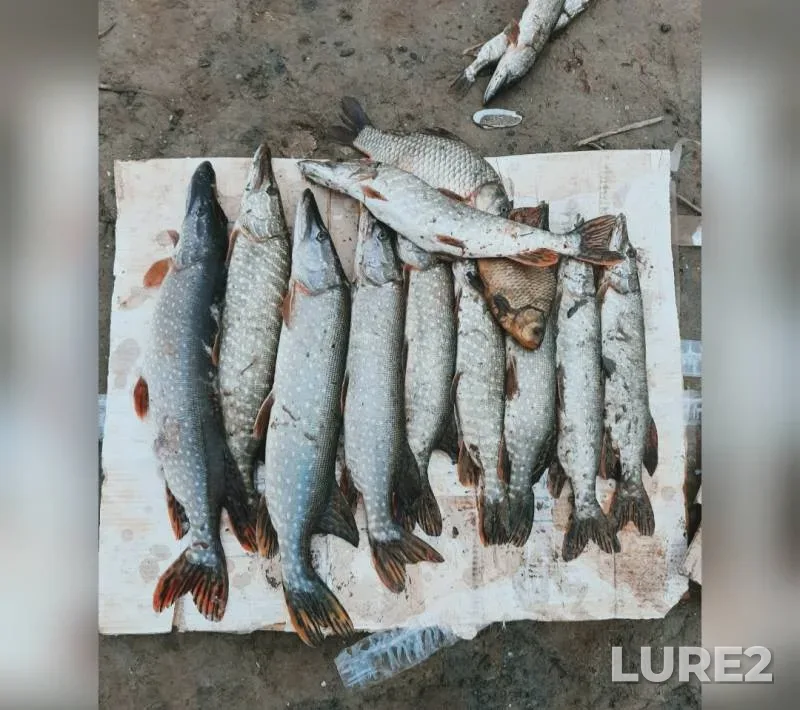 Карась, Щука