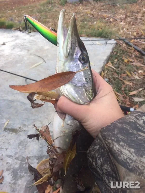 Щука