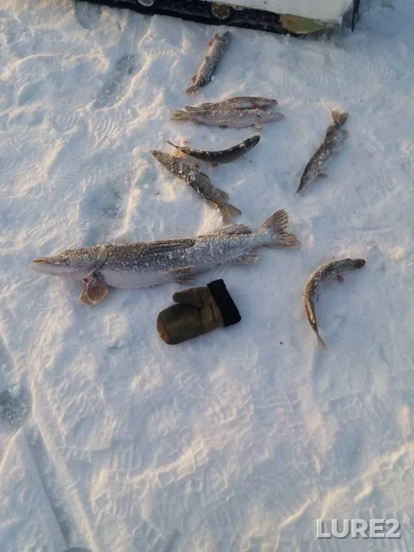 Окунь, Щука