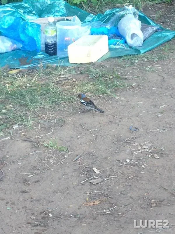 Лещ
