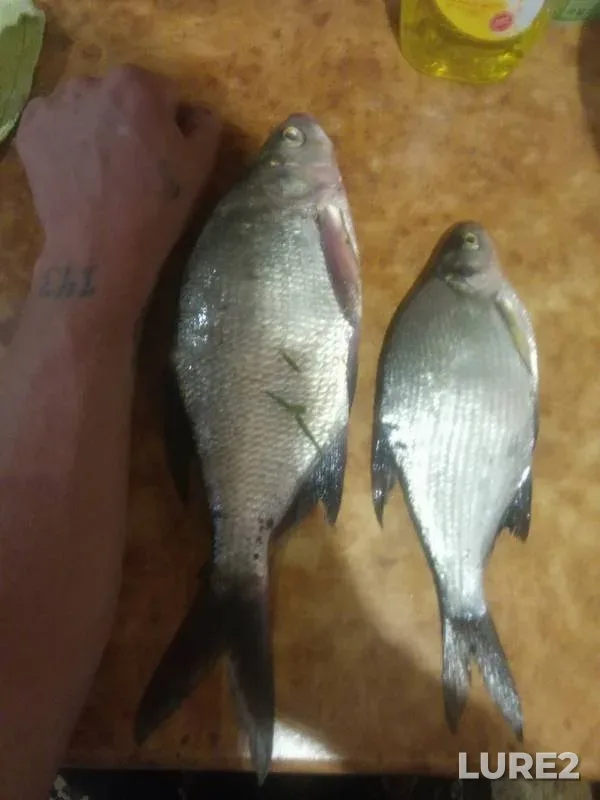 Лещ