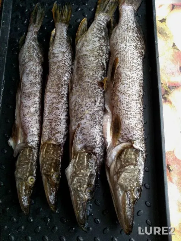 Щука