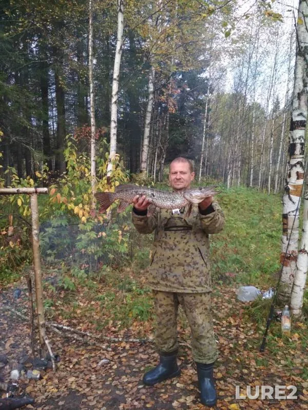 Щука