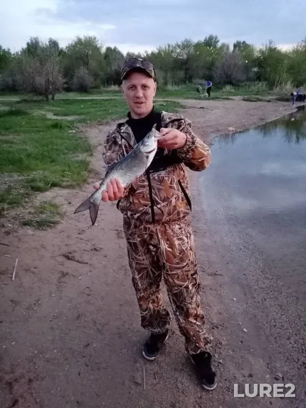 Жерех