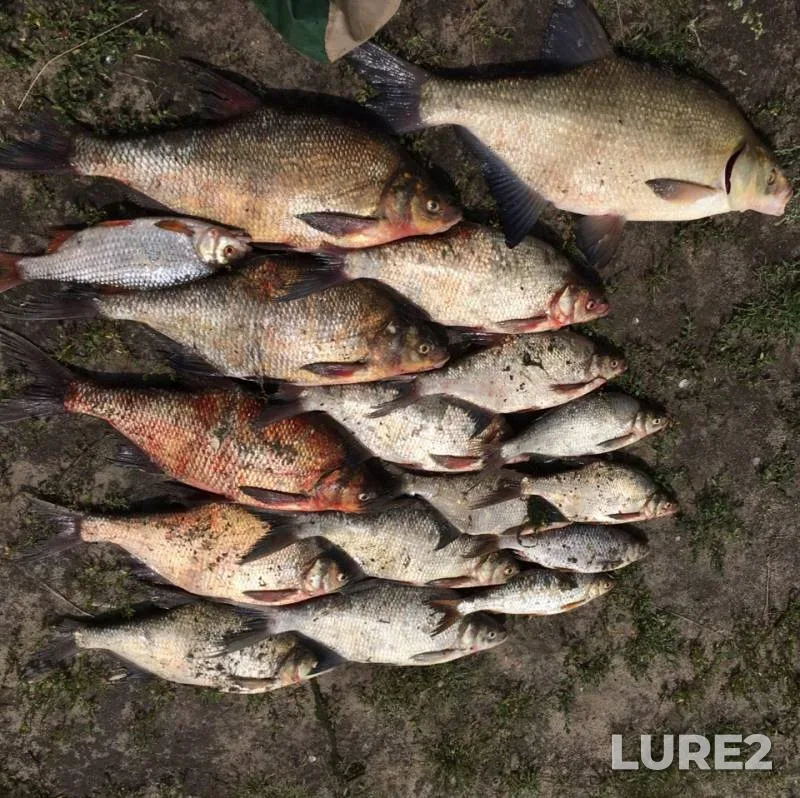 Лещ, Плотва