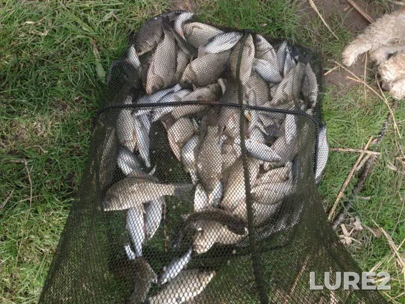 Карась