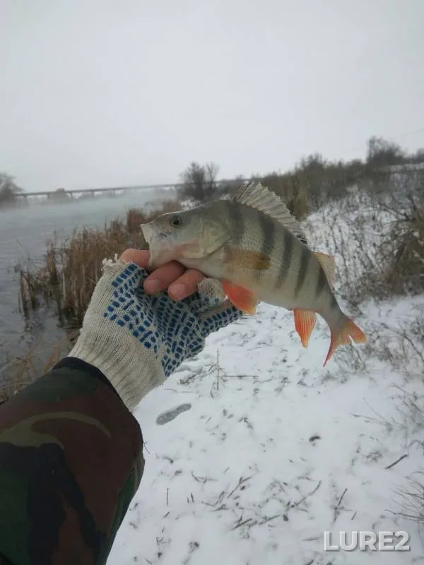 Окунь