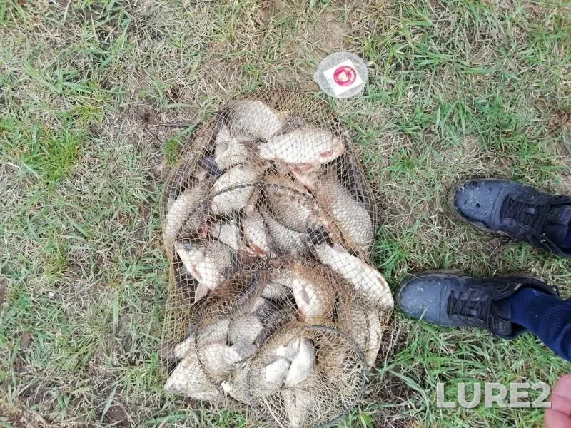 Карась