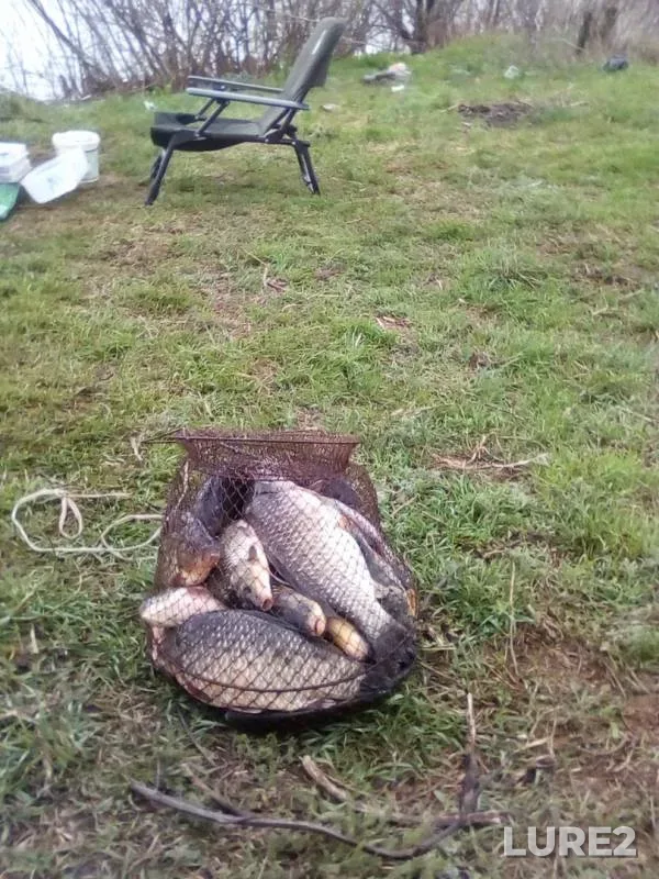 Карась