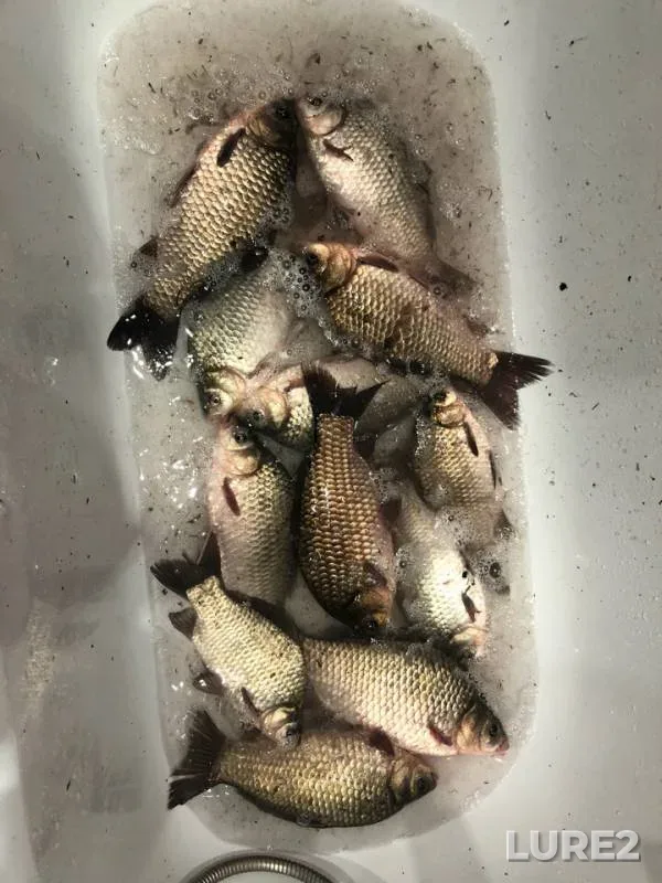Карась
