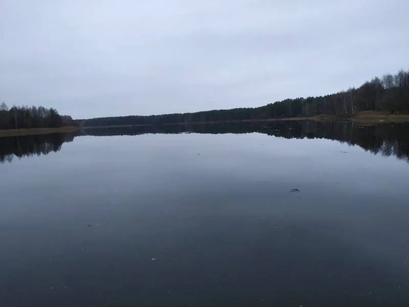 Лещ, Плотва